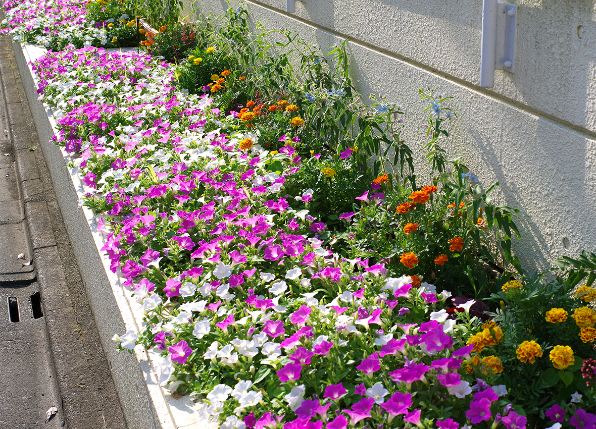 区内の花の名所 画像1