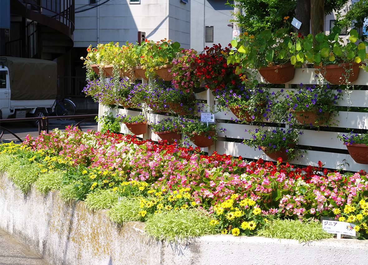 区内の花の名所 画像3