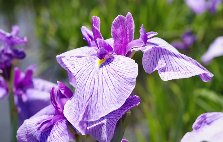 葛飾区の花「花菖蒲」